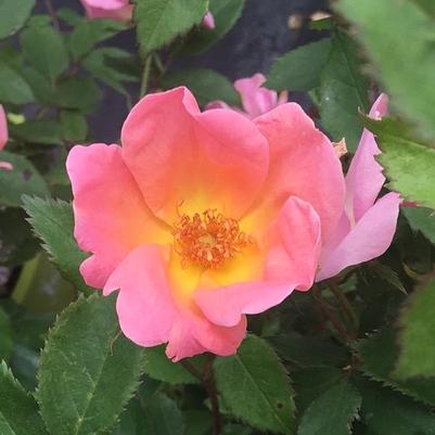 Rosa Knock Out® RADcor