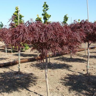 Acer palmatum dissectum Red Dragon