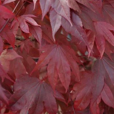 Acer palmatum Adrian's Compact