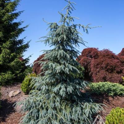 Picea engelmannii Bush's Lace