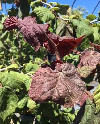 Corylus avellana Red Dragon