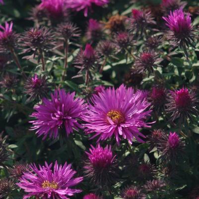 Aster novae-angliae Vibrant Dome