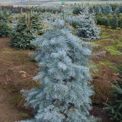 Abies concolor Blue Cloak