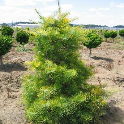 Abies concolor Wintergold