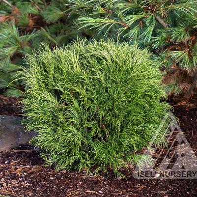 Chamaecyparis pisifera Angel Hair