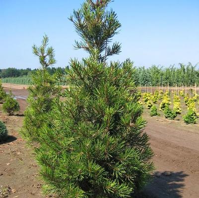 Pinus bungeana Compacta