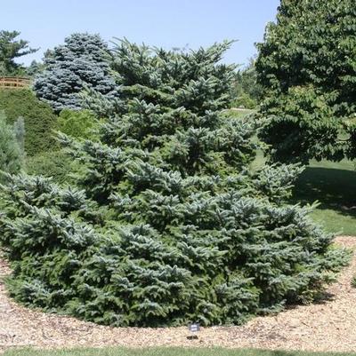 Picea bicolor Howell's Dwarf Tigertail