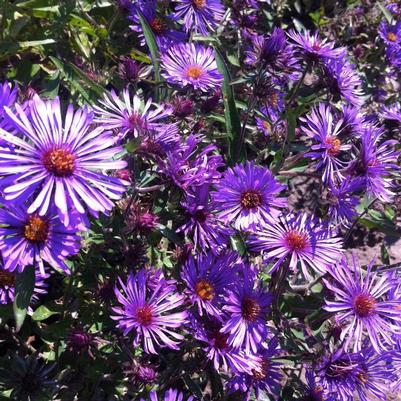 Aster novae-angliae 