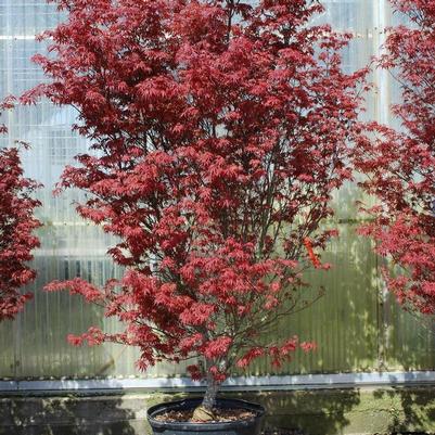 Acer palmatum Skeeter's Broom