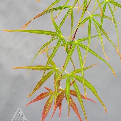 Acer palmatum Villa Taranto