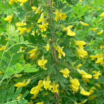 Caragana arborescens Sutherland