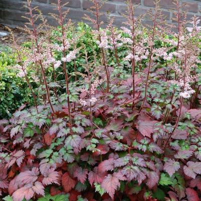 Astilbe arendsii Beauty of Ernst