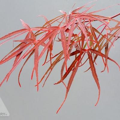 Acer palmatum Red Pygmy