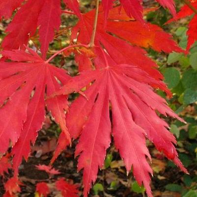 Acer pseudosieboldianum x palmatum Hasselkus
