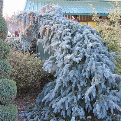 Picea pungens The Blues