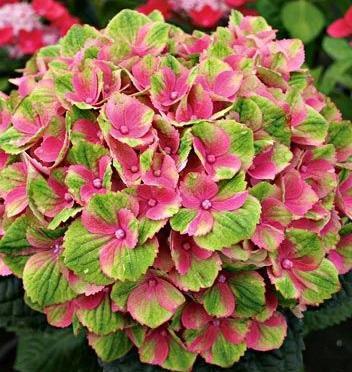Hydrangea macrophylla Hokomathyst