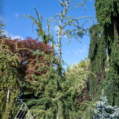 Larix decidua Horstmann's Recurva