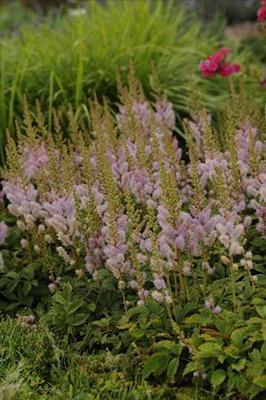 Astilbe chinensis Pumila