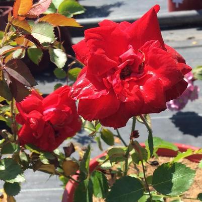 Rosa CCA576