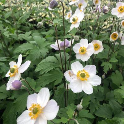 Anemone x hybrida Swan Elfin Swan