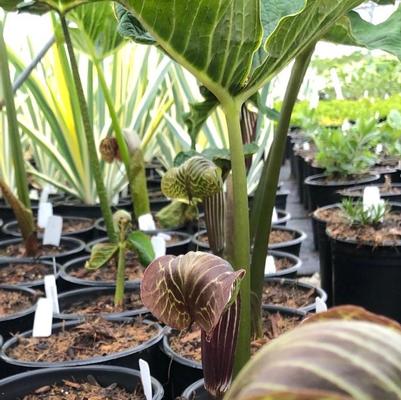 Arisaema griffithii 