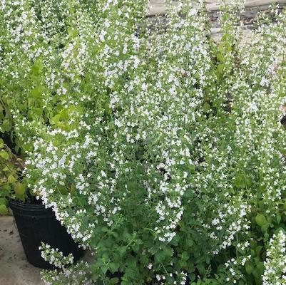 Calamintha nepeta ssp. glandulosa White Cloud