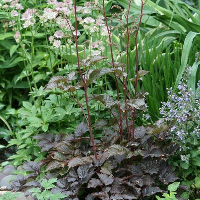 Astilbe arendsii Chocolate Shogun