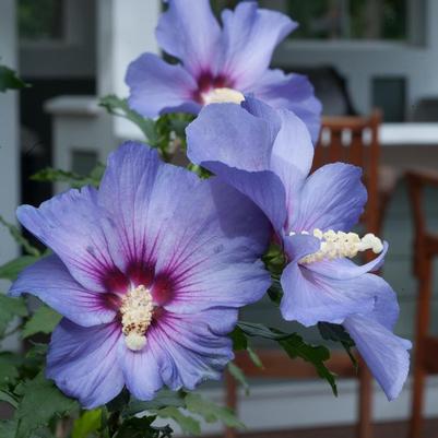 Hibiscus syriacus DVPazurri