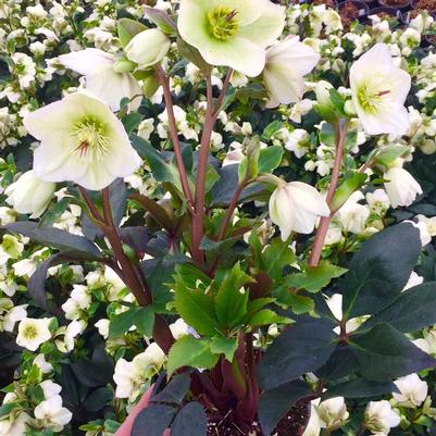 Helleborus x Ice n' Roses White