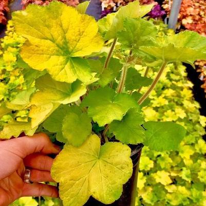 Heuchera x Guacamole