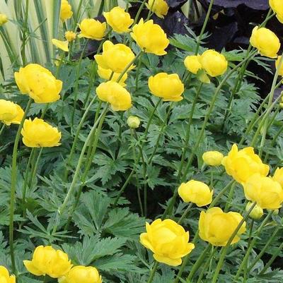 Trollius chinensis Lemon Queen