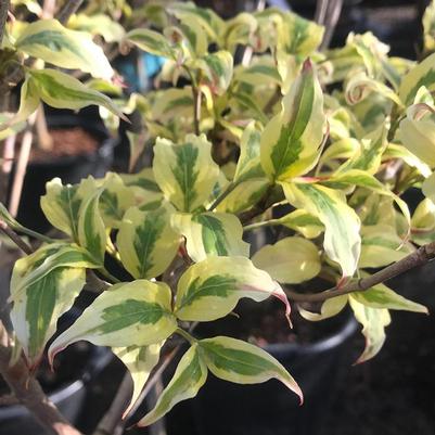 Cornus kousa Summer Fun