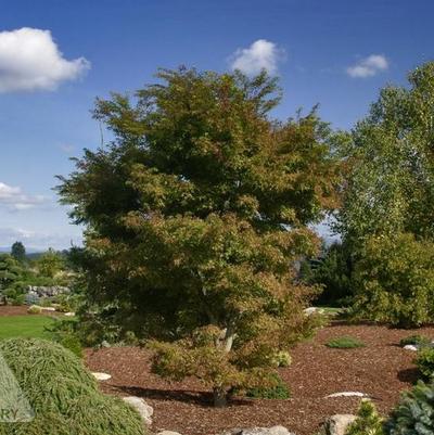 Acer palmatum Kamagata