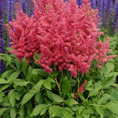 Astilbe x Short 'n Sweet™ Fireberry