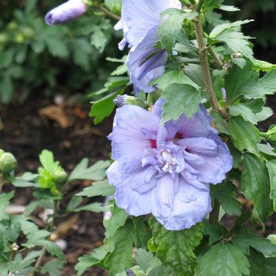 Hibiscus syriacus Notwoodthree