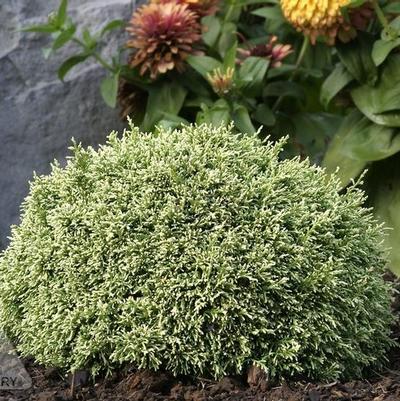 Chamaecyparis pisifera White Pygmy