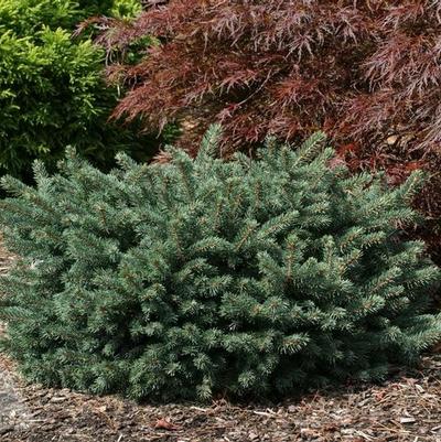 Picea pungens Waldbrunn