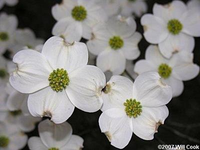 Cornus florida Pendula