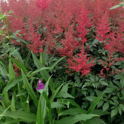 Astilbe japonica Montgomery (False Spirea)