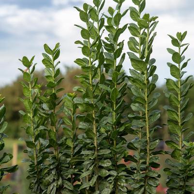 Ligustrum vulgare Swift