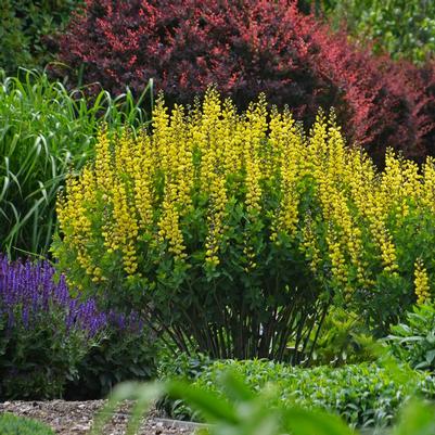 Baptisia x Decadence® Lemon Meringue