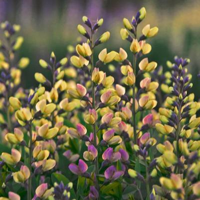 Baptisia x Decadence® Pink Lemonade