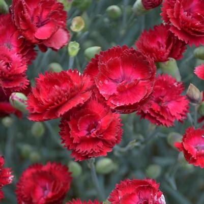 Dianthus x Electric Red