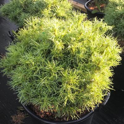 Pinus strobus Wiggles