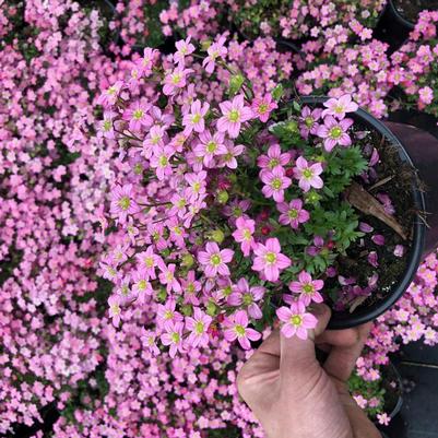 Saxifraga x Touran&trade; Pink