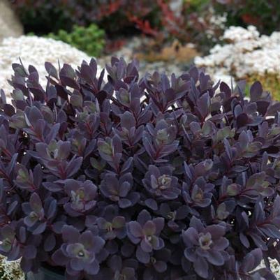 Sedum x Plum Dazzled