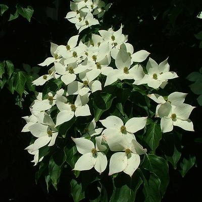 Cornus kousa Galzam