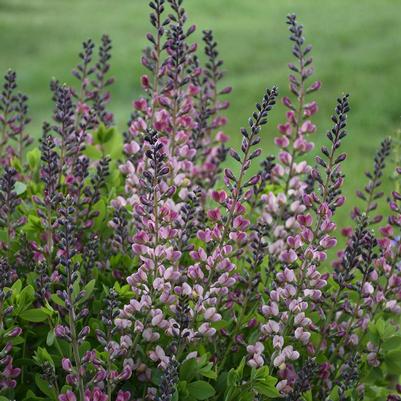 Baptisia x Pink Truffles