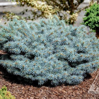 Picea pungens Christina