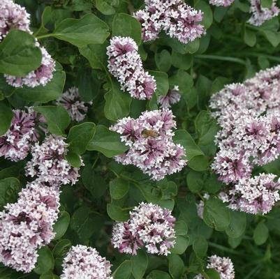 Syringa x SMNSDTP